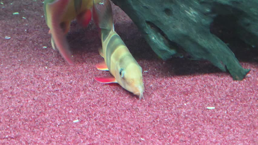 Clown Loach Swimming Near a Piece of Wood on a Red Sand Substrate	
