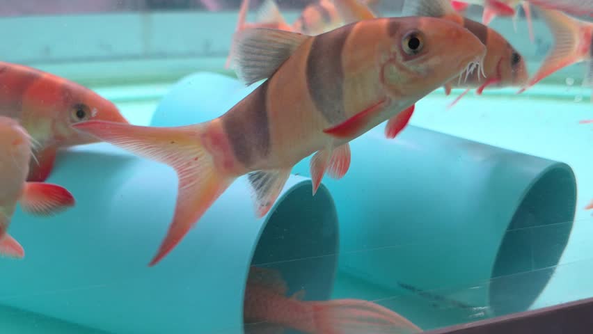 Several Clown Loaches Swimming Around Blue PVC Pipes in an Aquarium	
