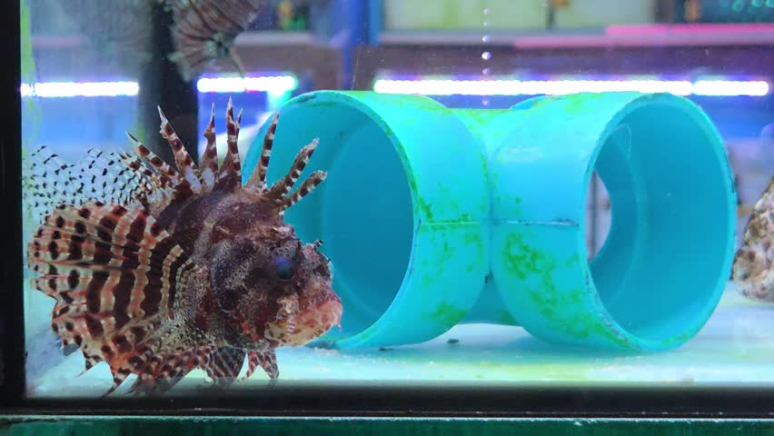 Medium Close Up Shot of a Lionfish Swimming inside a Glass Aquarium Tank next to a Blue Plastic Pipe	
