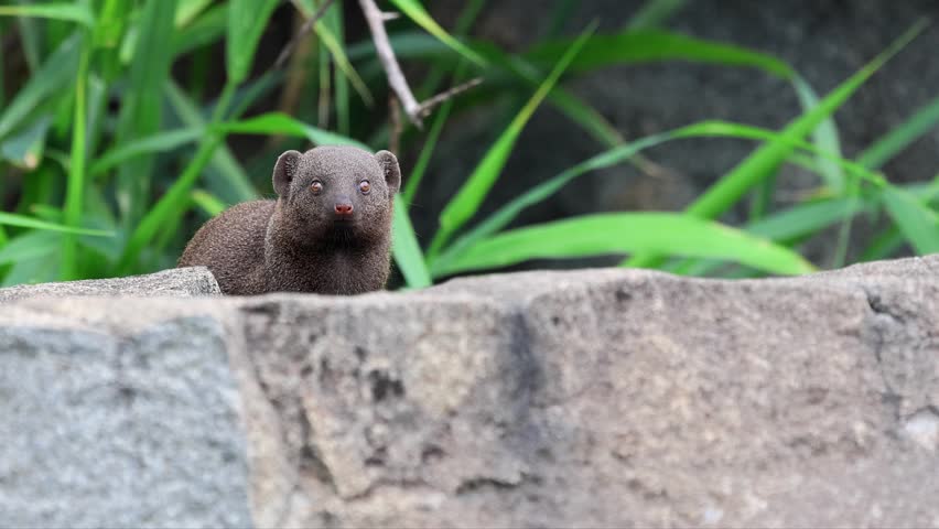 Adorable Dwarf mongoose sniffs the air as it looks toward camera,
