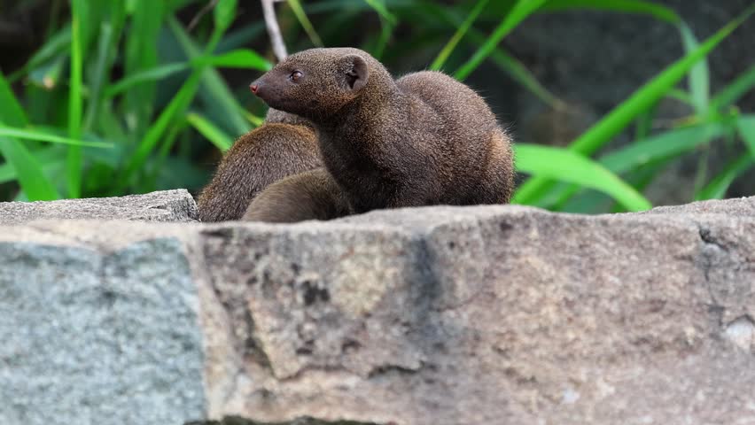 Close-up cute Dwarf mongoose family look toward camera from boulder