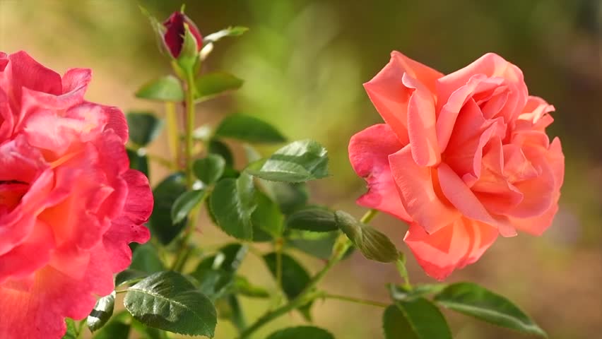 Orange with pink roses blooming in a garden, close up. Gardening, landscape design. Fragrant Rose flowers macro shot background. Summer Park, flower bed. Slow motion 