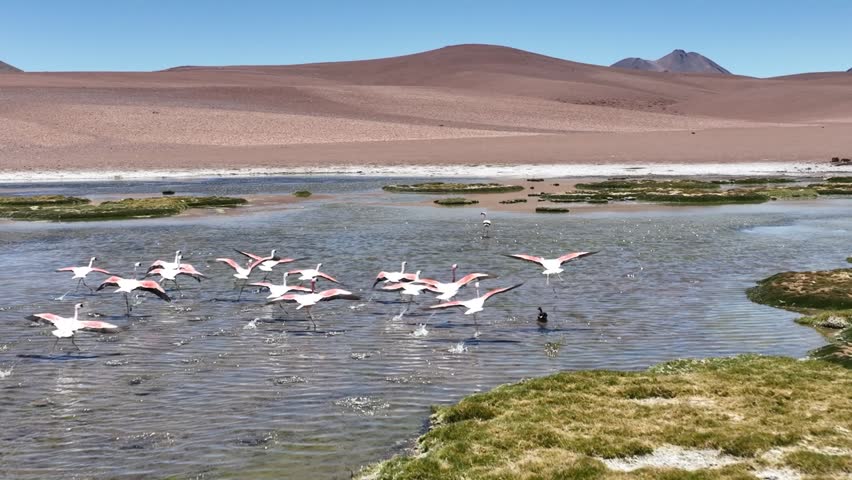 Atacama desert in Chile. Aerial view of pink flamingos in natural habitat at Atacama, Calama, Antofagasta, desert and Salar. Slow motion.
