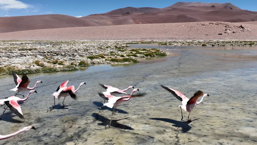 Atacama desert in Chile. Aerial view of pink flamingos in natural habitat at Atacama, Calama, Antofagasta, desert and Salar. Slow motion.