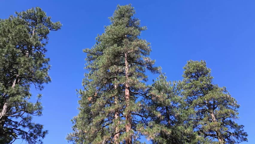 Tall Ponderosa Pine trees in a mature old-growth forest in central Oregon