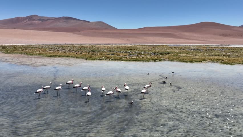 Atacama desert in Chile. Aerial view of pink flamingos in natural habitat at Atacama, Calama, Antofagasta, desert and Salar. Slow motion.