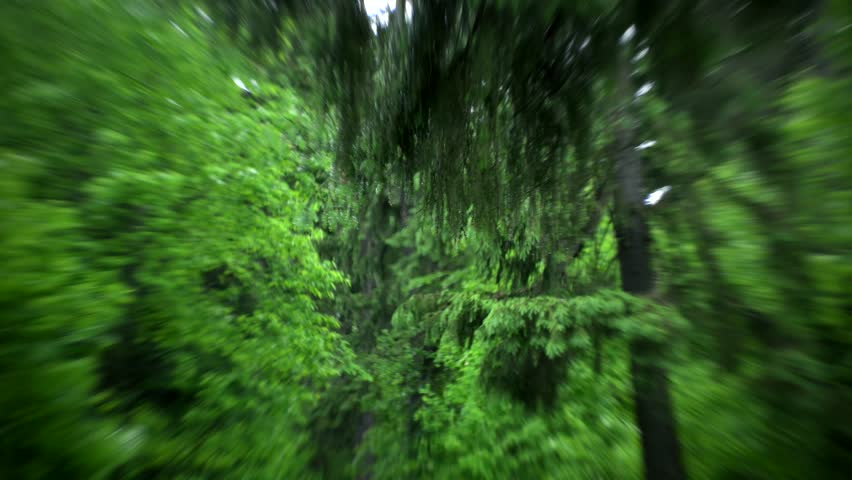 Tree leaves in Forest close up