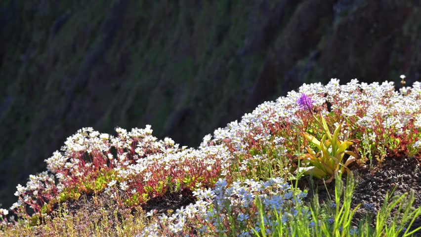 White Wildflowers With Red Stems In Mountain Landscape