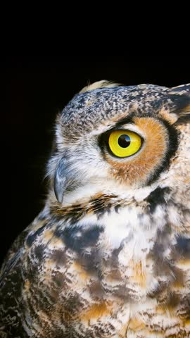 Beautiful Great Horned Owl. Vertical Video.