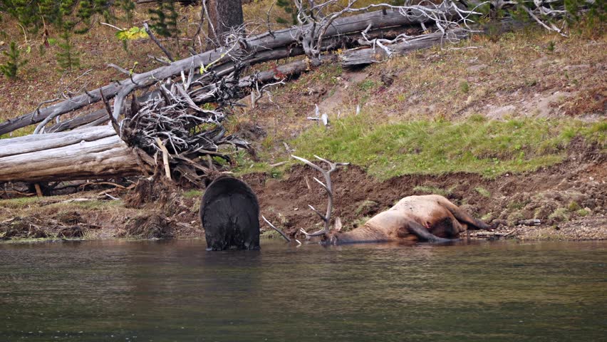 Grizzly Bear with a recently killed elk on the shore of the Yellowstone River in Yellowstone National Park, Wyoming.