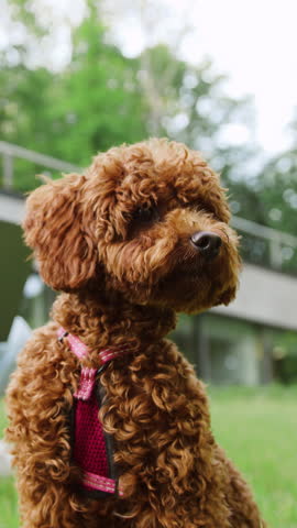 Cute Maltipoo dog walking in the park while its owner, a young woman, sits in the background working on a laptop, showing a mix of remote work and pet care outdoors. Slow moion