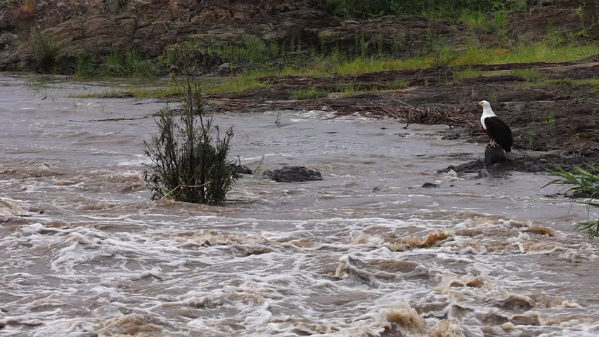 Close-up fish eagle stands beside flooding river in Kruger Natl Park