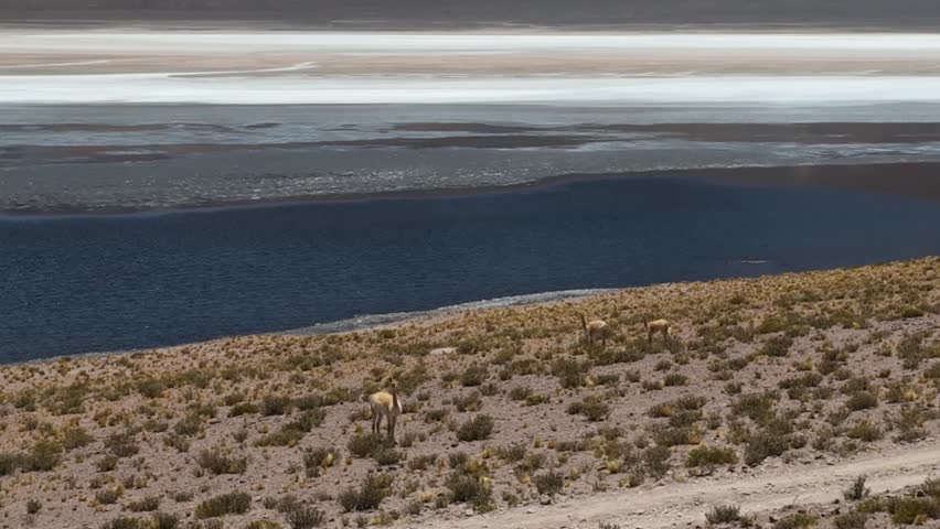 Atacama Desert, Chile. Car on the road. Aerial view by drone.