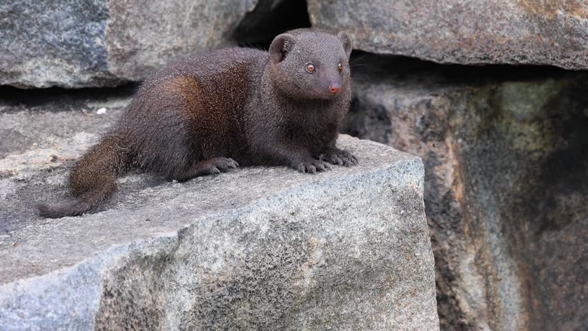 Close up profile portrait of Dwarf mongoose posing on granite boulder
