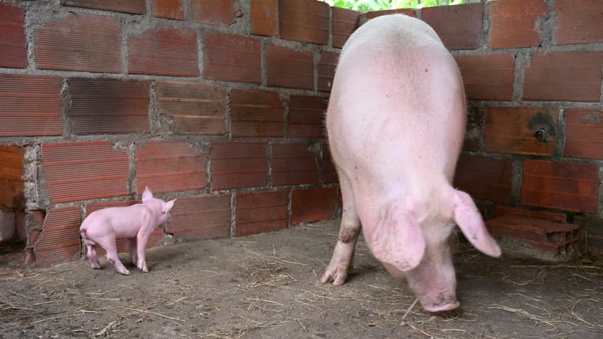 Large mother pig attentively watches over her newborn piglets in a rustic farmyard pen with a brick wall, embodying the essence of animal family care and agricultural life