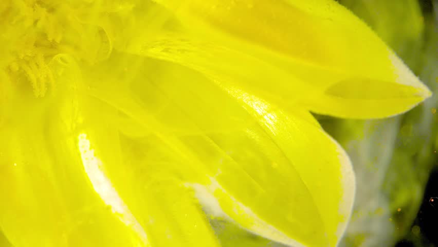 Macro view of a bright yellow flower showing overlapping translucent petals with visible veins and dewdrop highlights. 