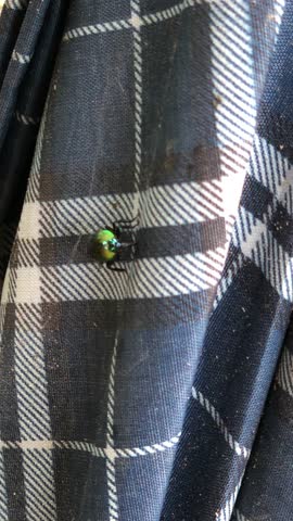 A small iridescent beetle slowly moves across a dark plaid fabric on clothing or textiles in the Peruvian city of Iquitos.
