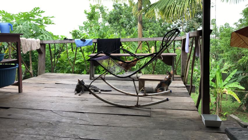 A tranquil, rustic wooden deck surrounded by lush greenery in an Iquitos, Peru setting. A worn metal chair and a sleeping cat add to the peaceful atmosphere.
