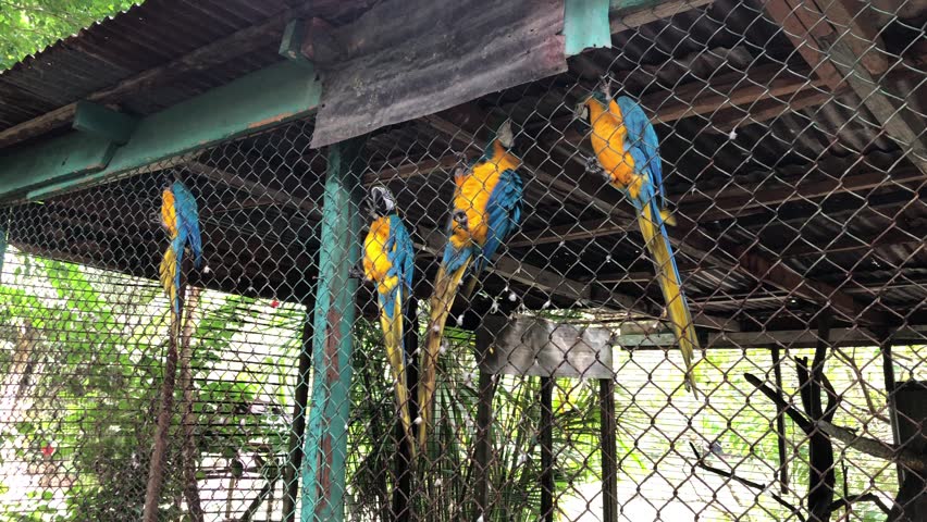 A tranquil scene in an outdoor aviary at a zoo or wildlife park in Iquitos, Peru.