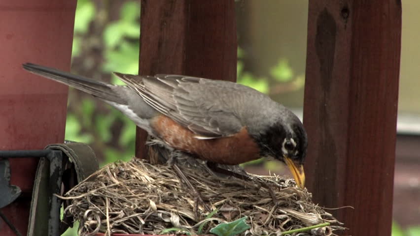 A young robin wants a meal, but the mother has nothing to give.