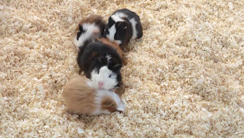 Guinea pig playing and foraging.	