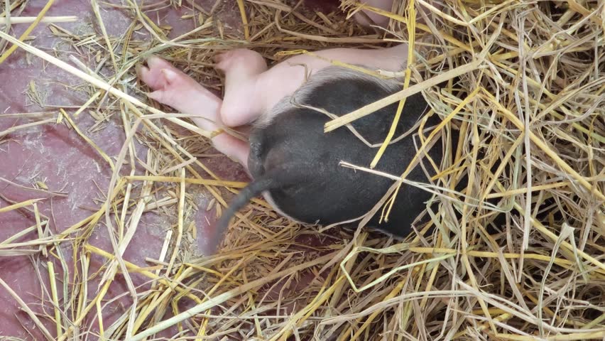 Pig sleeping with its tail wagging in a cage
Pig