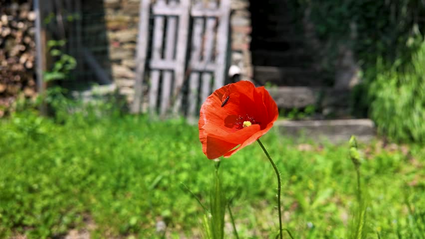 A vibrant red poppy sways gently in a sunny garden with a rustic stone background.