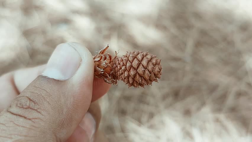 Close Up Macro Shot Of A Tiny Brown Pine Cone