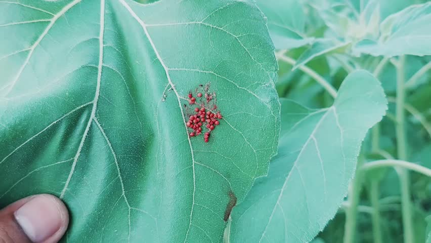Cluster of Tiny Red Seeds Found on Large Green Leaf