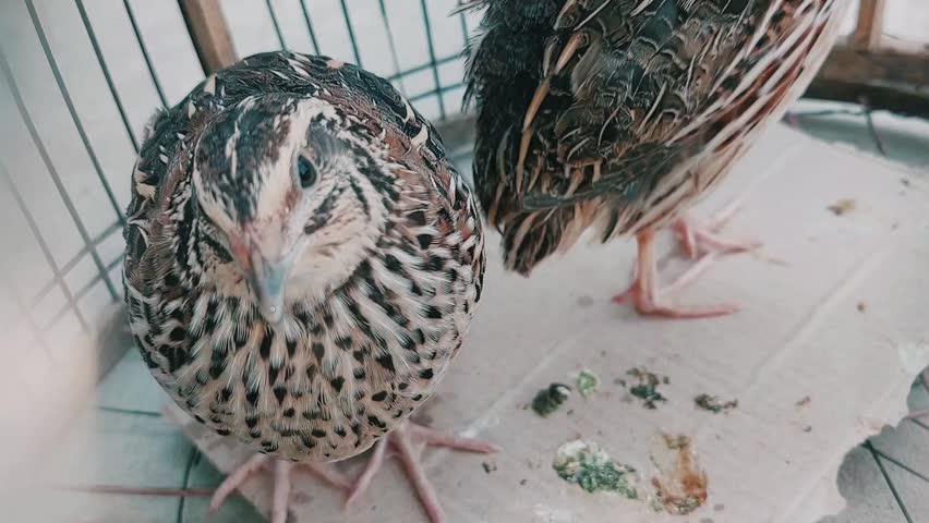 Two Common Quails Standing Inside a Wire Breeding Cage Macro