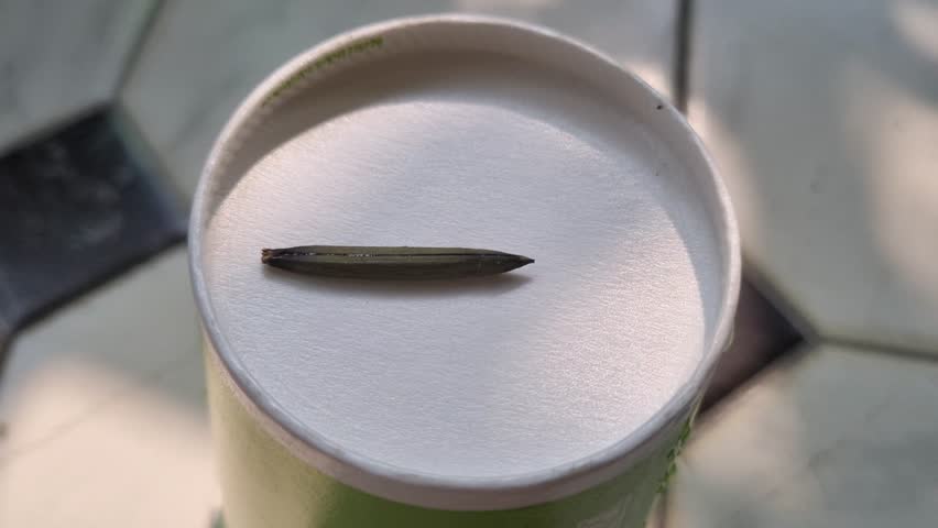 Seedpod bursting open and dispersing seeds, capturing natural plant reproduction, explosive seed release, and botanical movement in close-up detail.