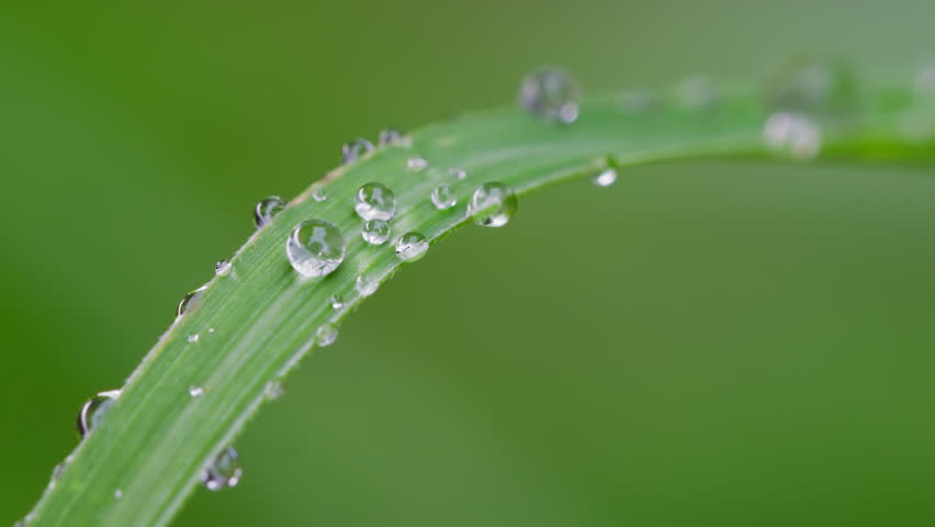 Close-Up of Water Droplets on Green Leaf