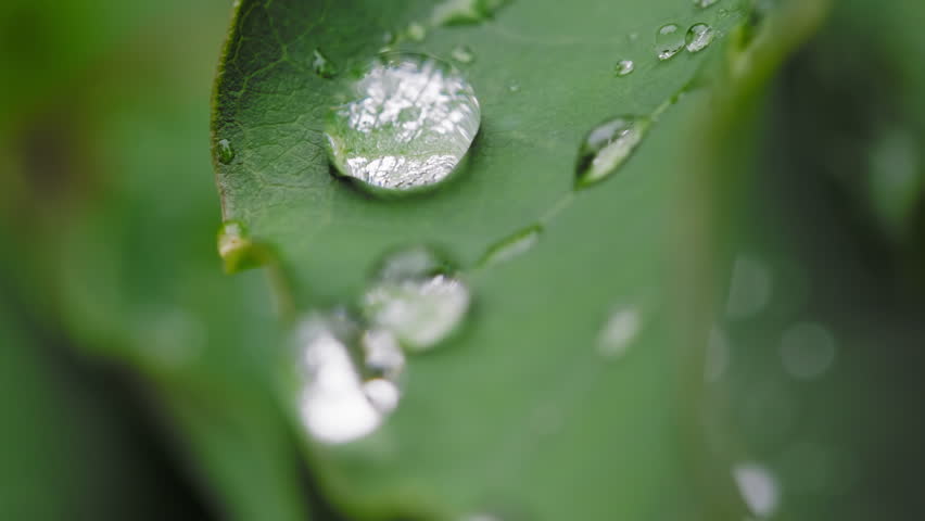 Close-Up of Water Droplets on Green Leaf