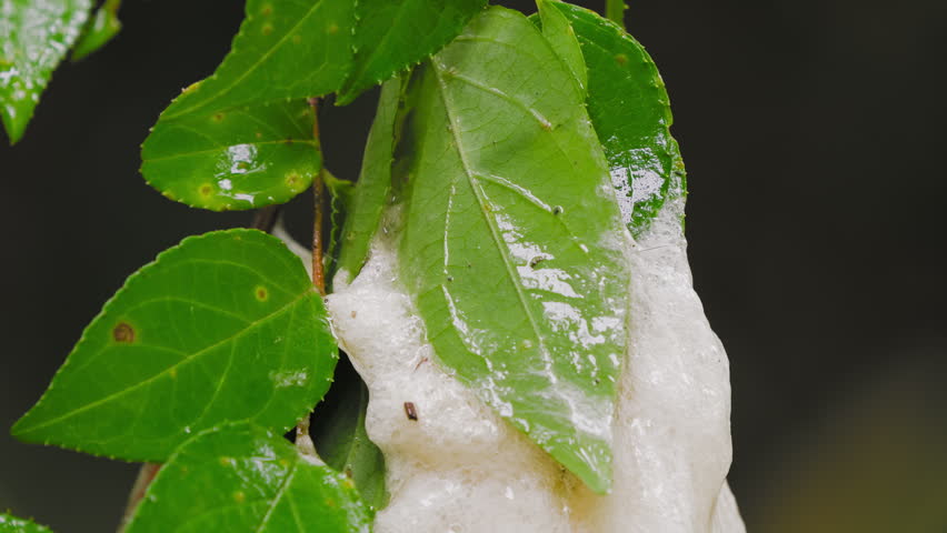 Close-Up of Forest Green Tree Frog (Zhangixalus arboreus) Egg Mass Attached to Branch Above Forest Pond in Rain