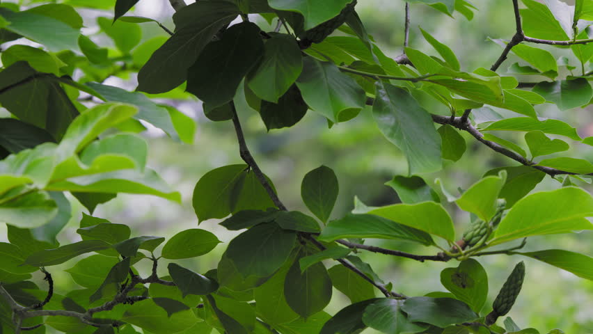 Close-Up of Forest Green Tree Frog (Zhangixalus arboreus) Resting on Green Leaf