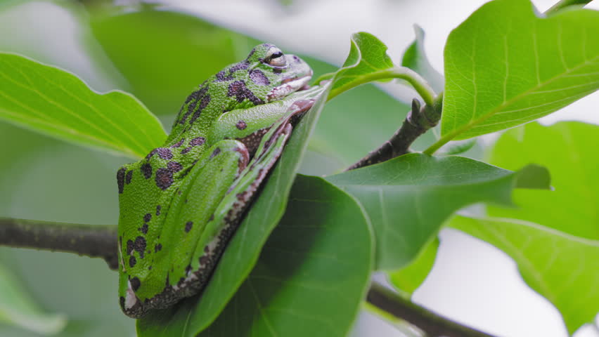 Close-Up of Forest Green Tree Frog (Zhangixalus arboreus) Resting on Green Leaf
