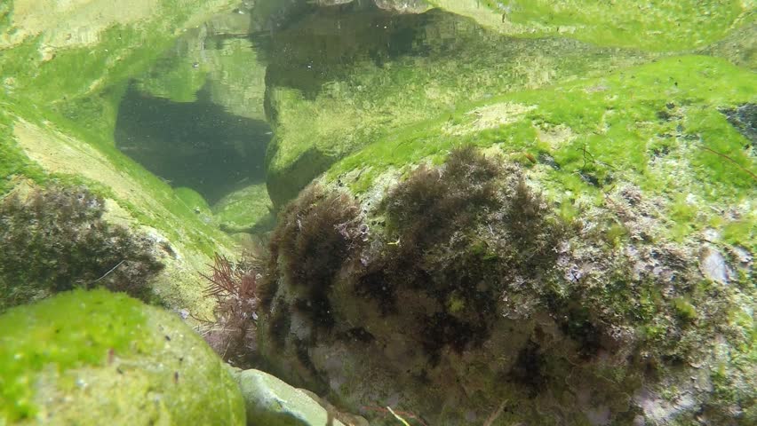 Underwater view of rocks covered in green algae and aquatic plants in clear water