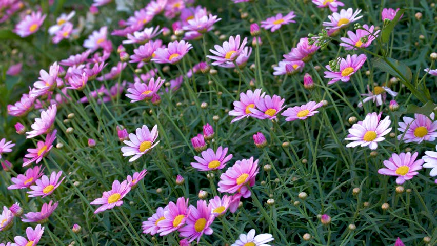 Close up shot of vibrant pink daisies blooming in a lush green summer garden.