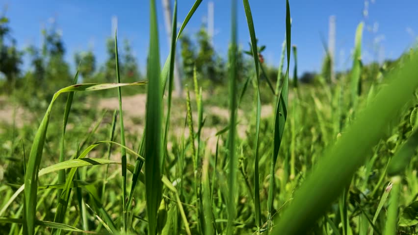 Ground level perspective of vibrant green grass and wildflowers under a clear blue sky.