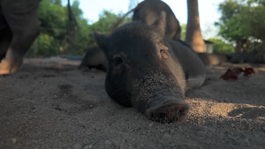 Native Black Pig Lying On The Sand At Pig Island In Thailand. - closeup shot