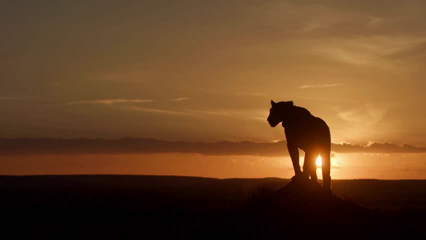 Silhouette of a lion standing on a hill at sunset