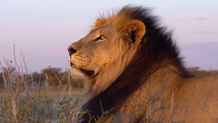 A close-up profile of a magnificent male lion looking out over the during twilight.