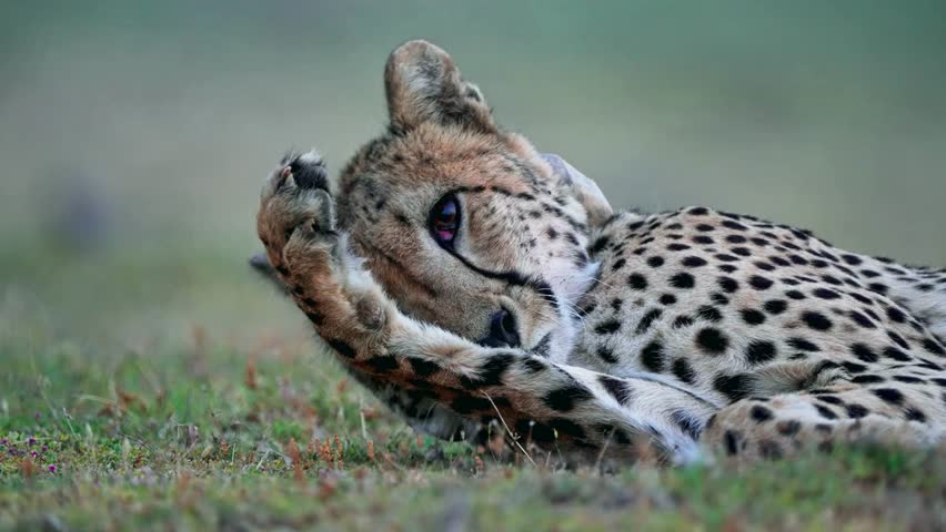 A spotted cheetah lies on grass grooming its front paw