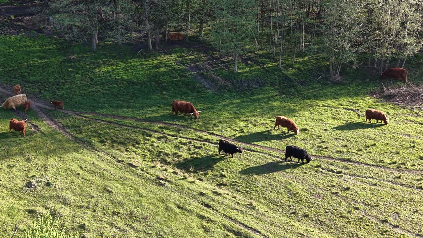 Highland cattle in green field with woodland background