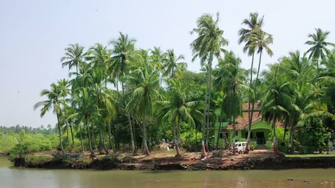Palm grove on water's edge