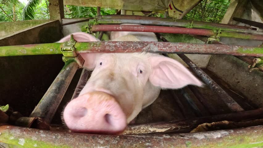 Playful farm pig presses snout toward camera inside rustic tropical enclosure