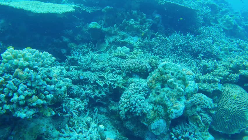 Coral reef in Minna island, Okinawa