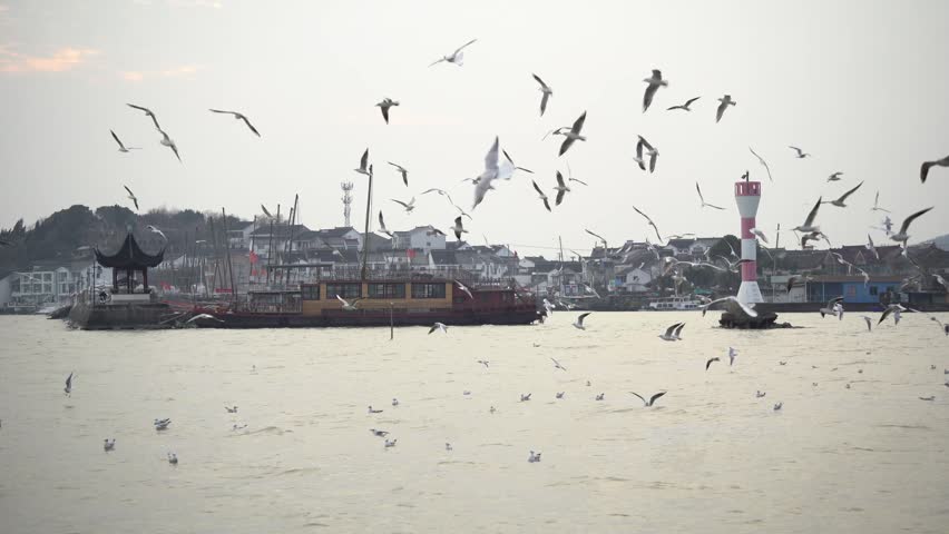 Seagulls flying around the fishing village