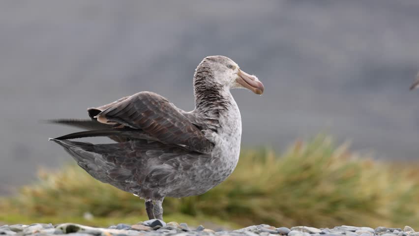Southern giant petrel standing on a pebbly beach and flapping its wings in slow motion south Georgia, sub antarctic islands