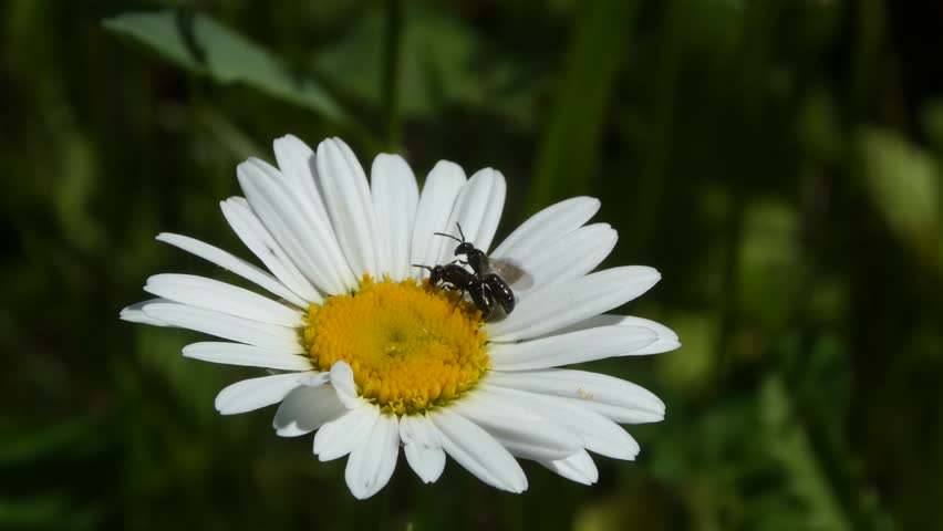 Static close-up macro shot of a small black insect crawling across a white daisy flower core in bright summer daylight. The camera remains fixed, capturing fine details of the petals against a dark green blurred background. No people, sharp focus, natural colors.